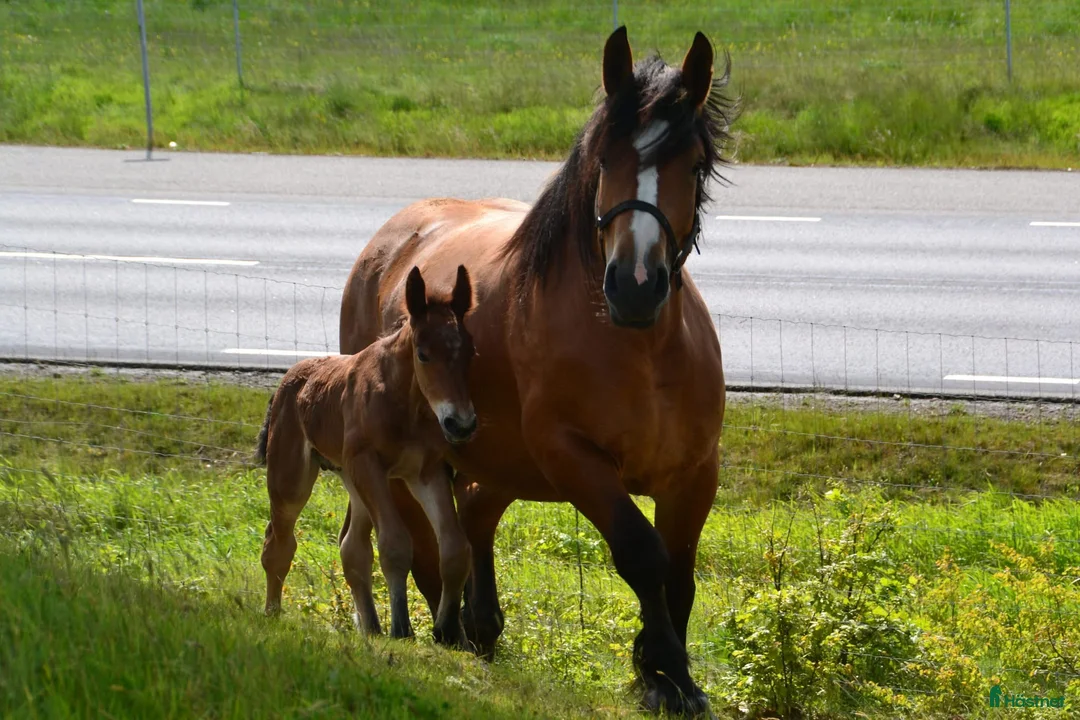 Allround hästar till salu: Ardennersto - Annons 4