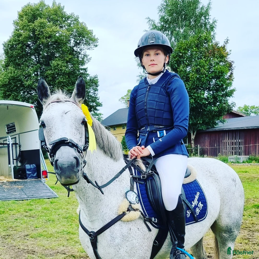 Hoppning hästar till salu: C ponny - Annons 1