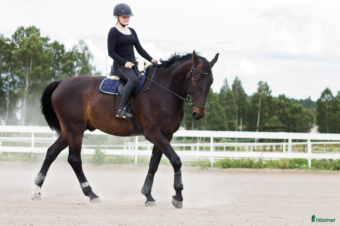  medryttarhäst sökes: Söker stallsysslor/medryttarhjälp i Umeå - Annons 2