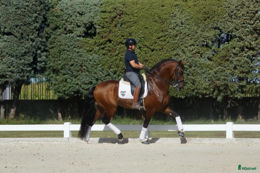 Dressyr hästar till salu: 9 årig CDE - Annons 5