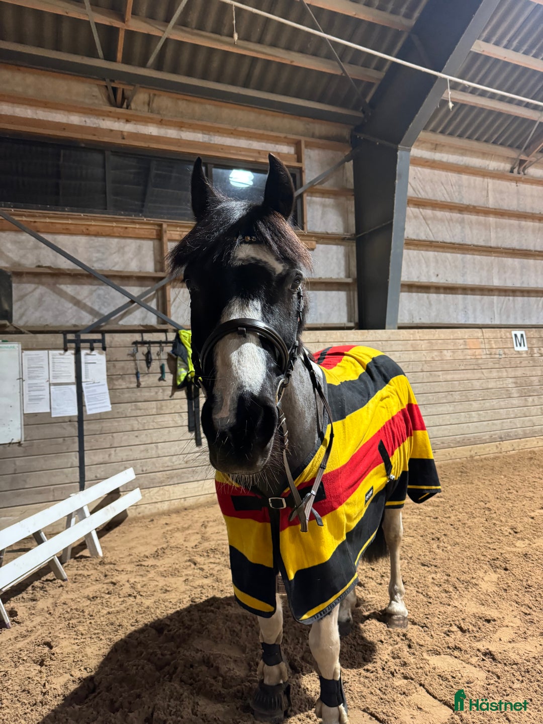 Allround hästar till salu: Världens charmigaste energiknippe - Annons 4