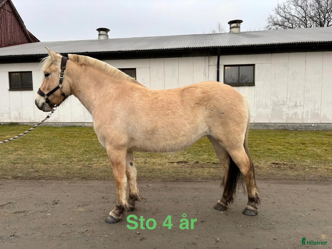 Allround hästar till salu: Blivande verksamhets hästar/ hobby hästar  - Annons 2