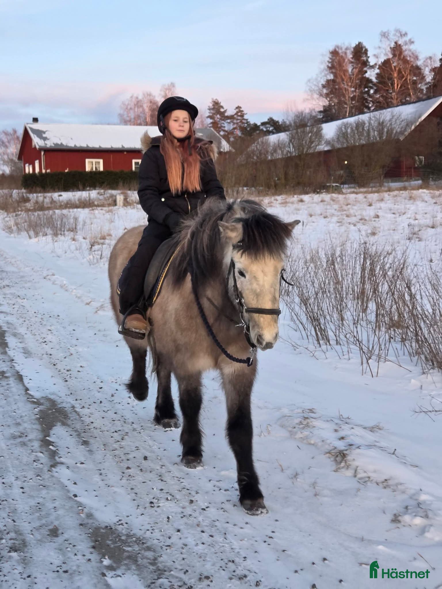  hästar Valack 2019 - Annons 3
