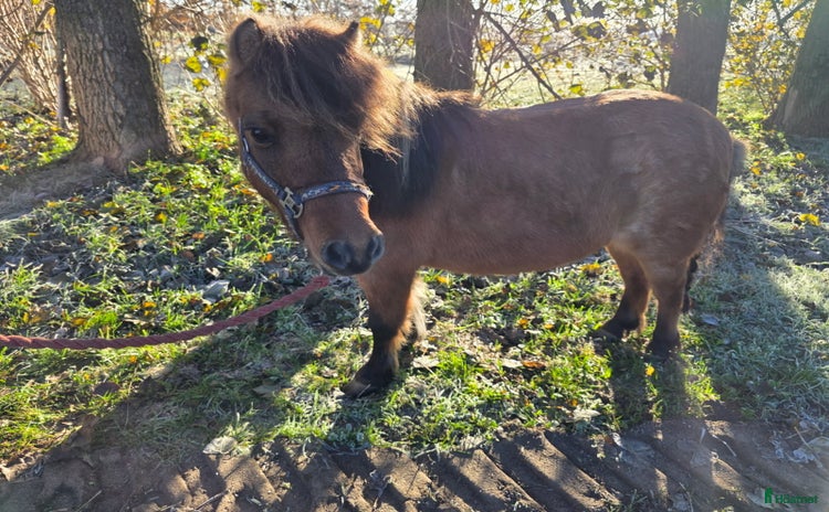  hästar Fint körd o riden , sto massa tillbehör  i Laholm - Annons 12