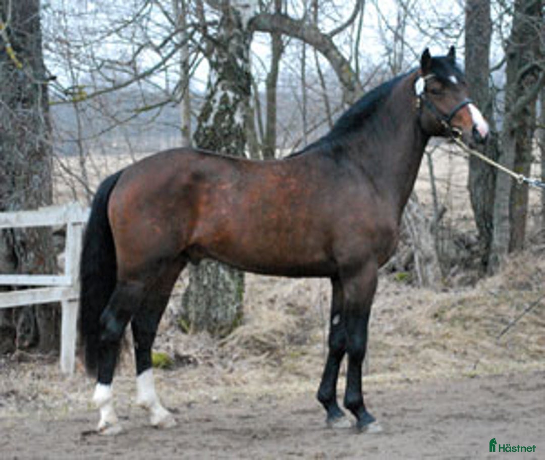 Avelshästar hästar till salu: Dräktigt skäcksto till vettig prislapp!!! i Braås - Annons 3