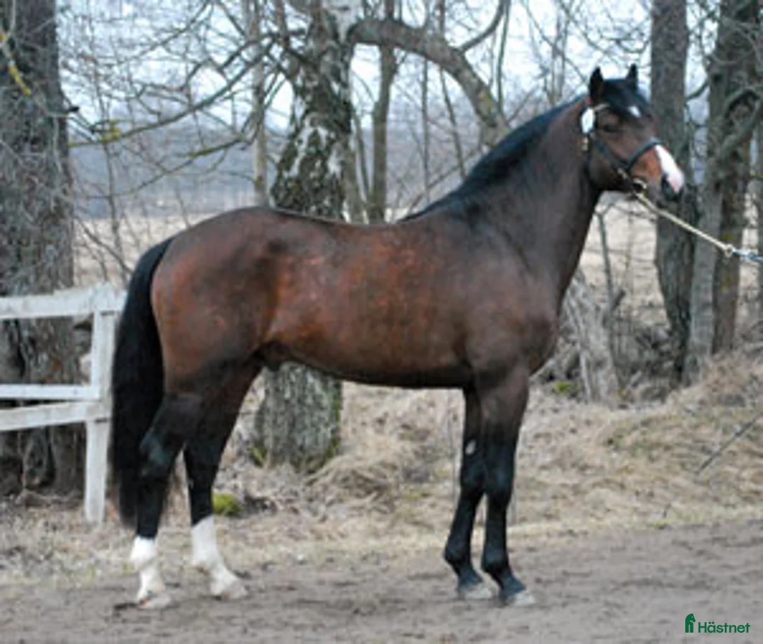 Avelshästar hästar till salu: Dräktigt skäcksto till vettig prislapp!!! - Annons 3