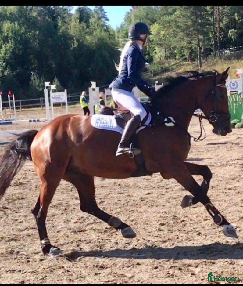  foderhäst Utlånas på foder - Annons 4