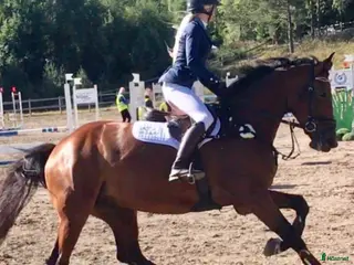 foderhäst Utlånas på foder - Annons 4