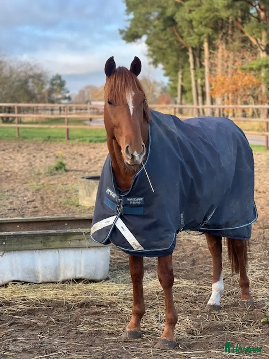  hästar Trevlig valack för sällskap/hobby - Annons 1