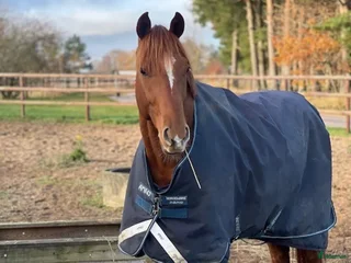 hästar Trevlig valack för sällskap/hobby i Blentarp - Annons 5