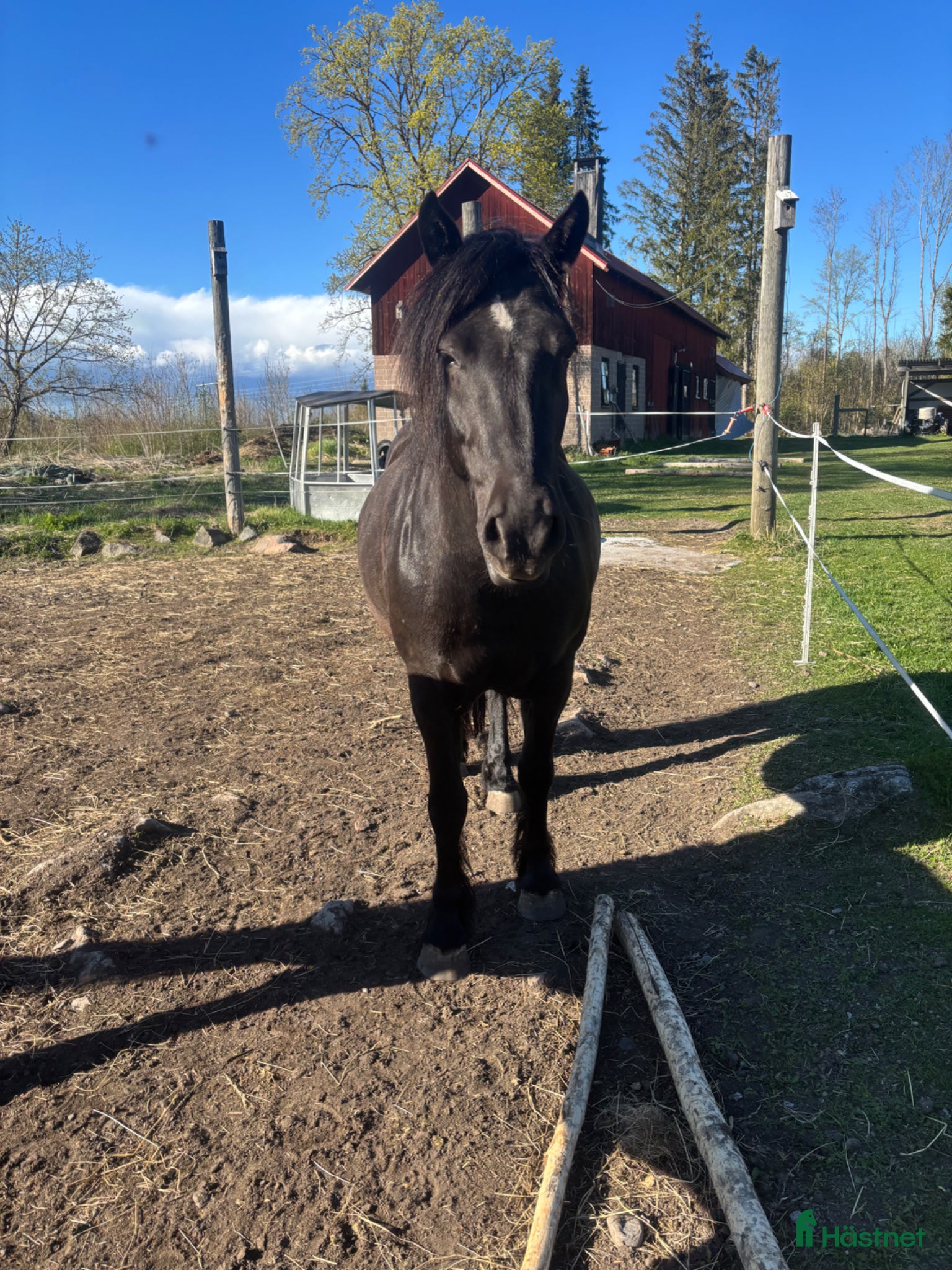  hästar Kallblods sto - Annons 9