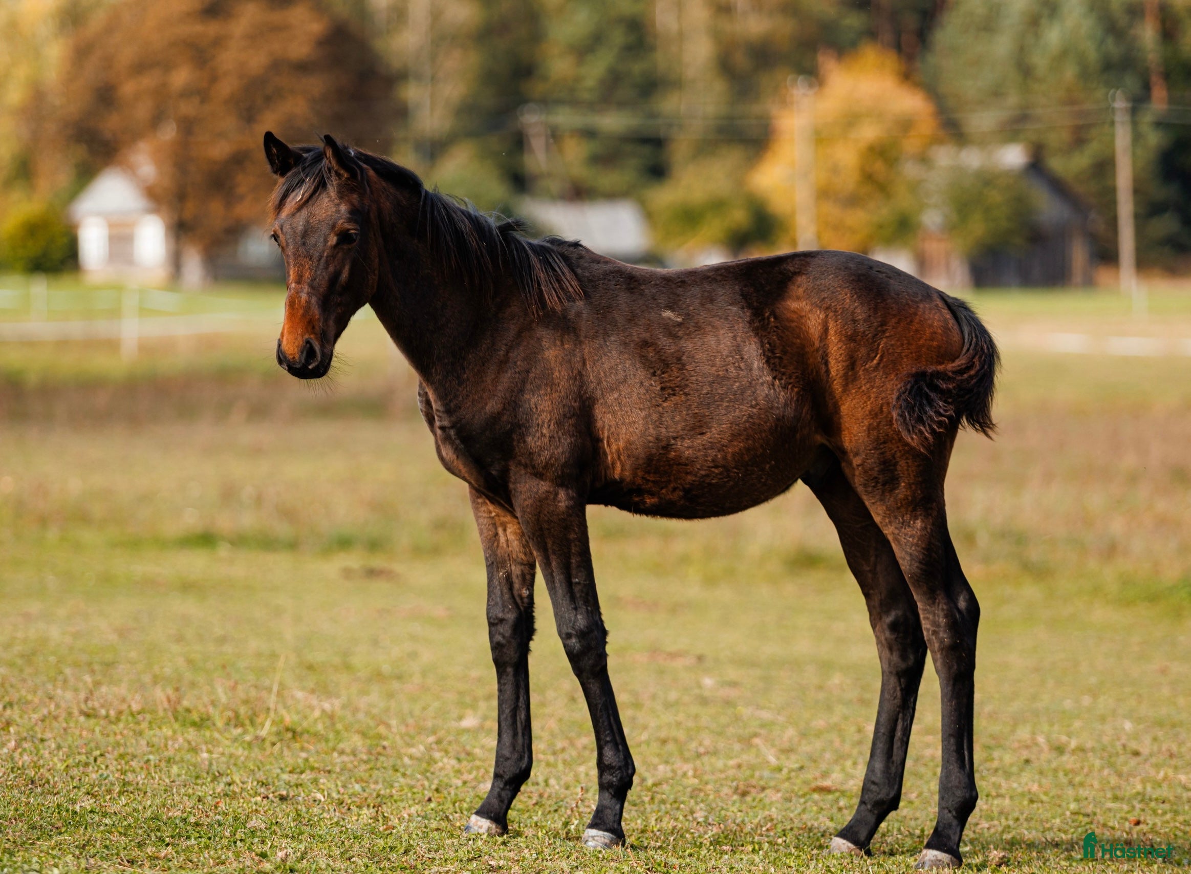 Hoppning hästar till salu: Future top horse with good pedigree i Ekerö - Annons 4