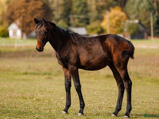 hästar Future top horse with good pedigree i Ekerö - Annons 2