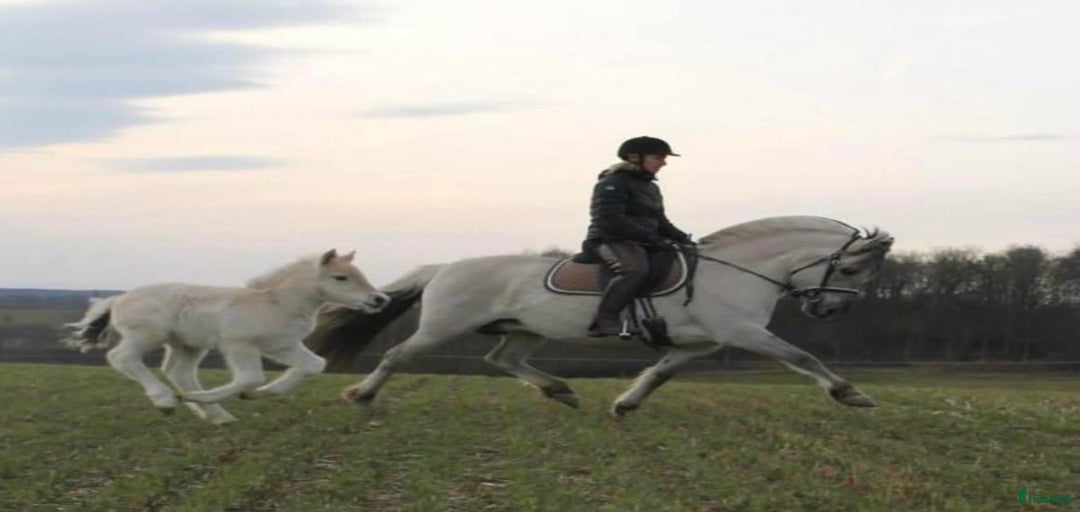 Galleribild {{count}}