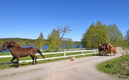  hästgårdar till salu: Gård med egen strandlinje vid sjön Lönern i Dalum - Bild 3