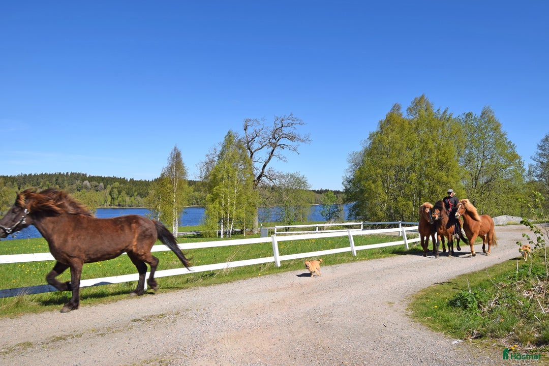  hästgårdar till salu: Gård med egen strandlinje vid sjön Lönern i Dalum - Bild 3