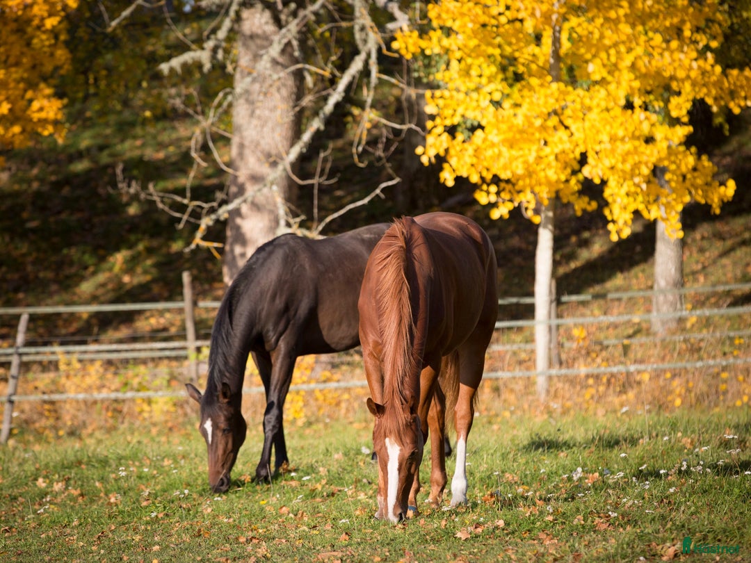  stallplats finnes: Stallplats 2 mil norr om Uppsala i Vattholma - Annons 2