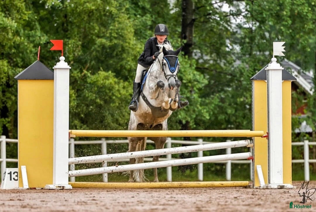 Hoppning hästar till salu: Ponnyn med extra allt💫 i Ulricehamn - Annons 2