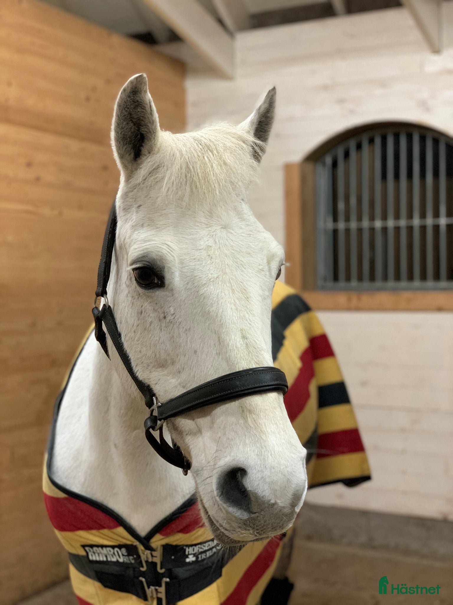  hästar Maxad C-ponny med hjärta av guld - Annons 1