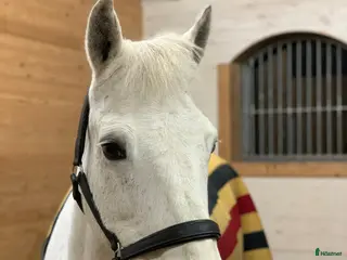 hästar Maxad C-ponny med hjärta av guld - Annons 1