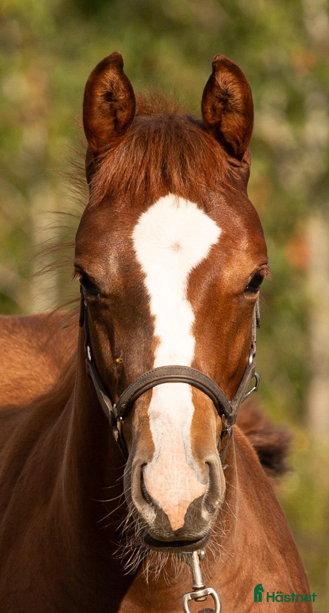 Western hästar till salu: Blivande reiningstjärna - byte möjligt!  i Hjo - Annons 14