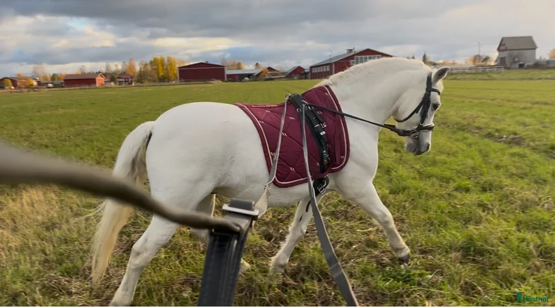Dressyr hästar till salu: Dream Welsh Pony - Annons 12