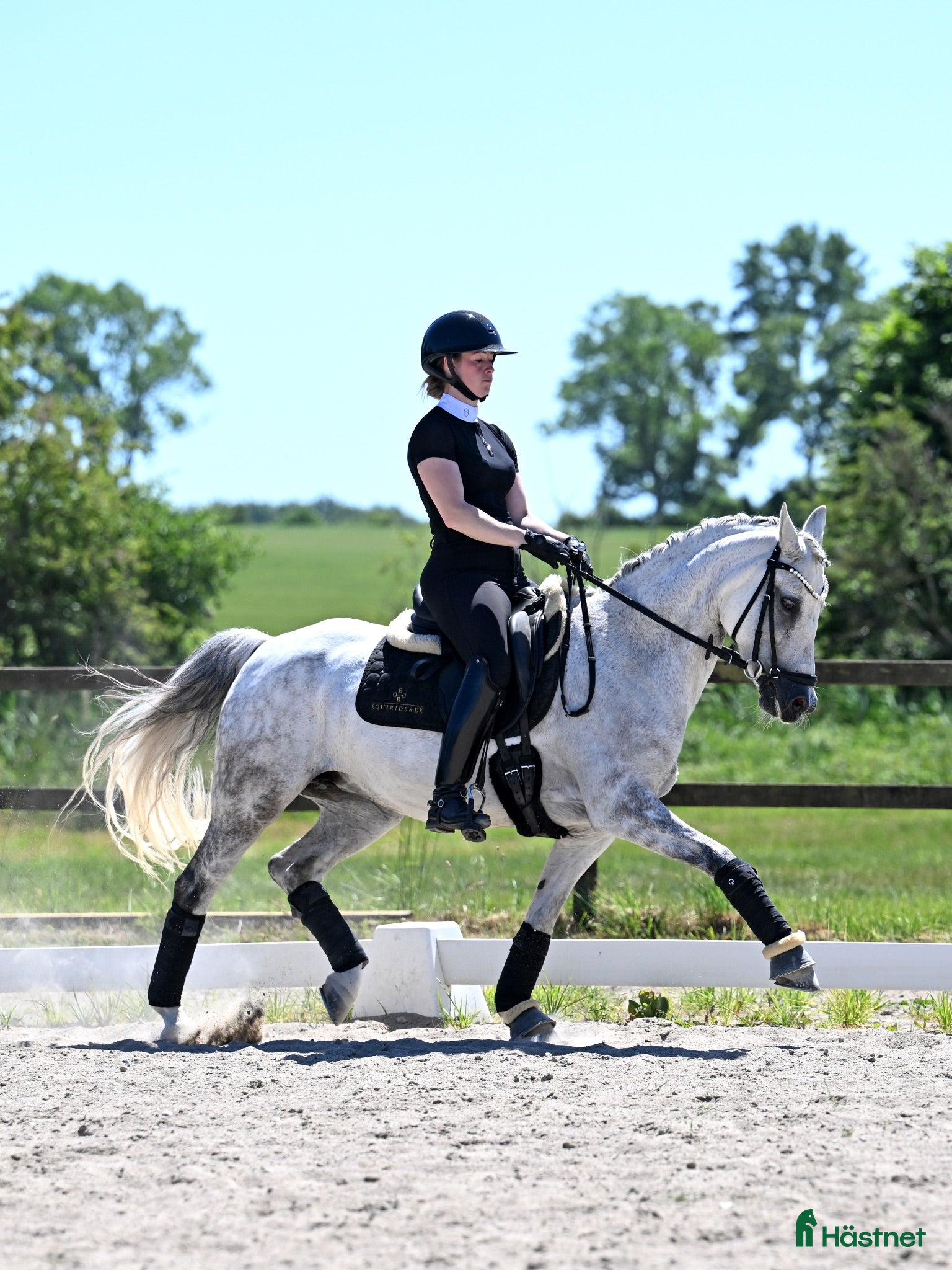  hästar FEI dressagepony - Annons 2