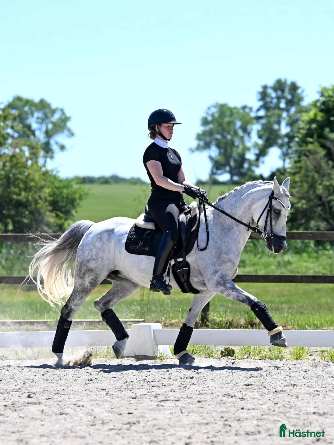 Dressyr hästar till salu: FEI dressagepony - Annons 2
