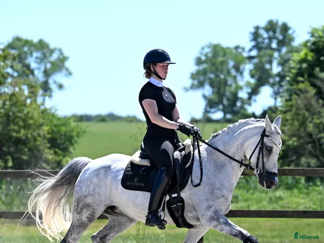 hästar till salu: FEI dressagepony - Annons 2