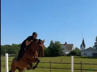hästar Lyxig Läromästare - Annons 1