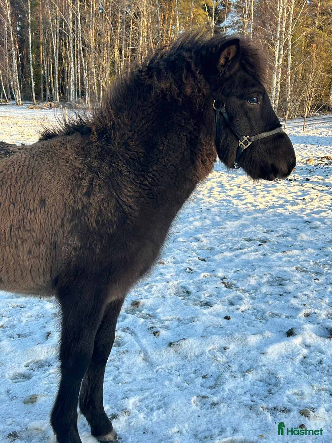 Island hästar till salu: utryckfullt hingstföl i Falun - Annons 3