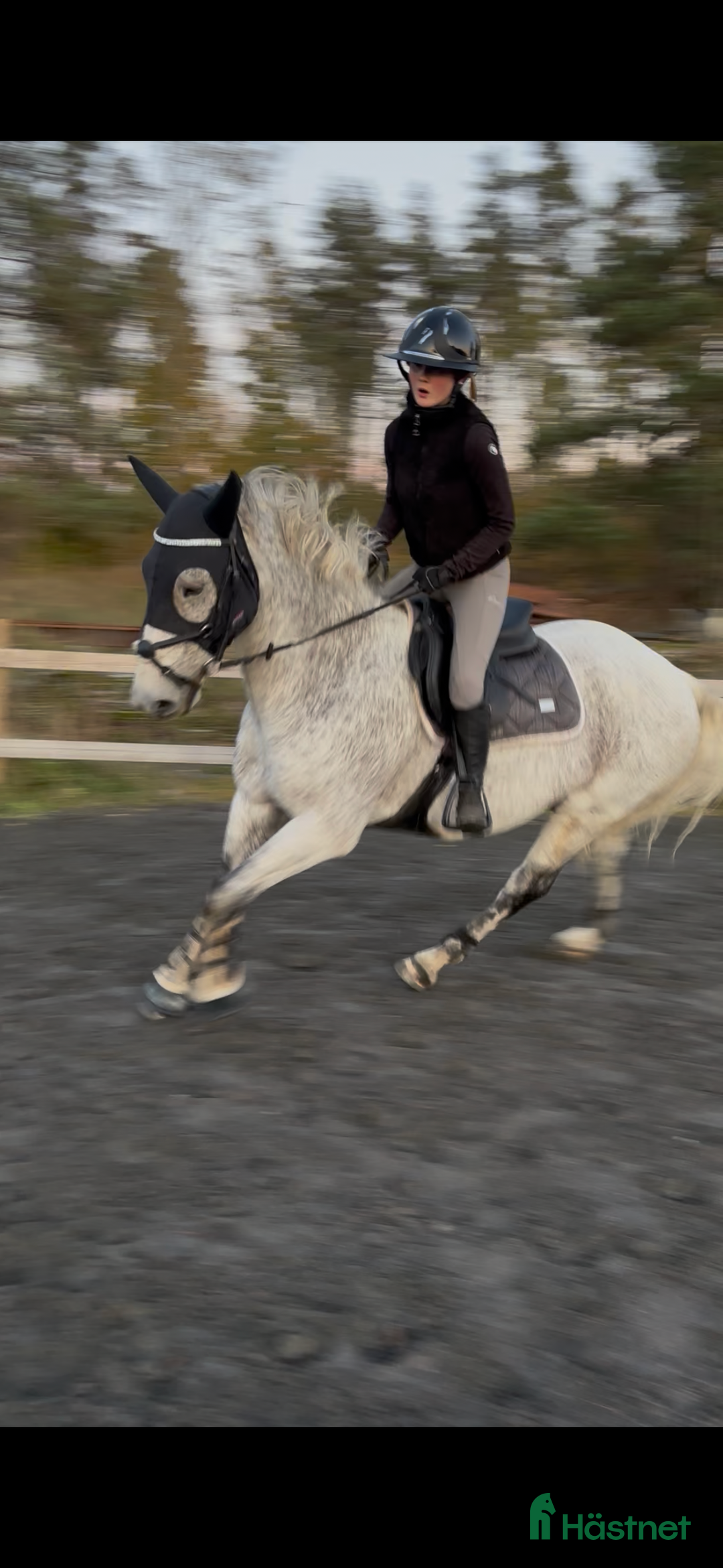 Övrig Hästutrustning hästutrustning till salu: Ny fenwick huva  i Vara - Annons 2