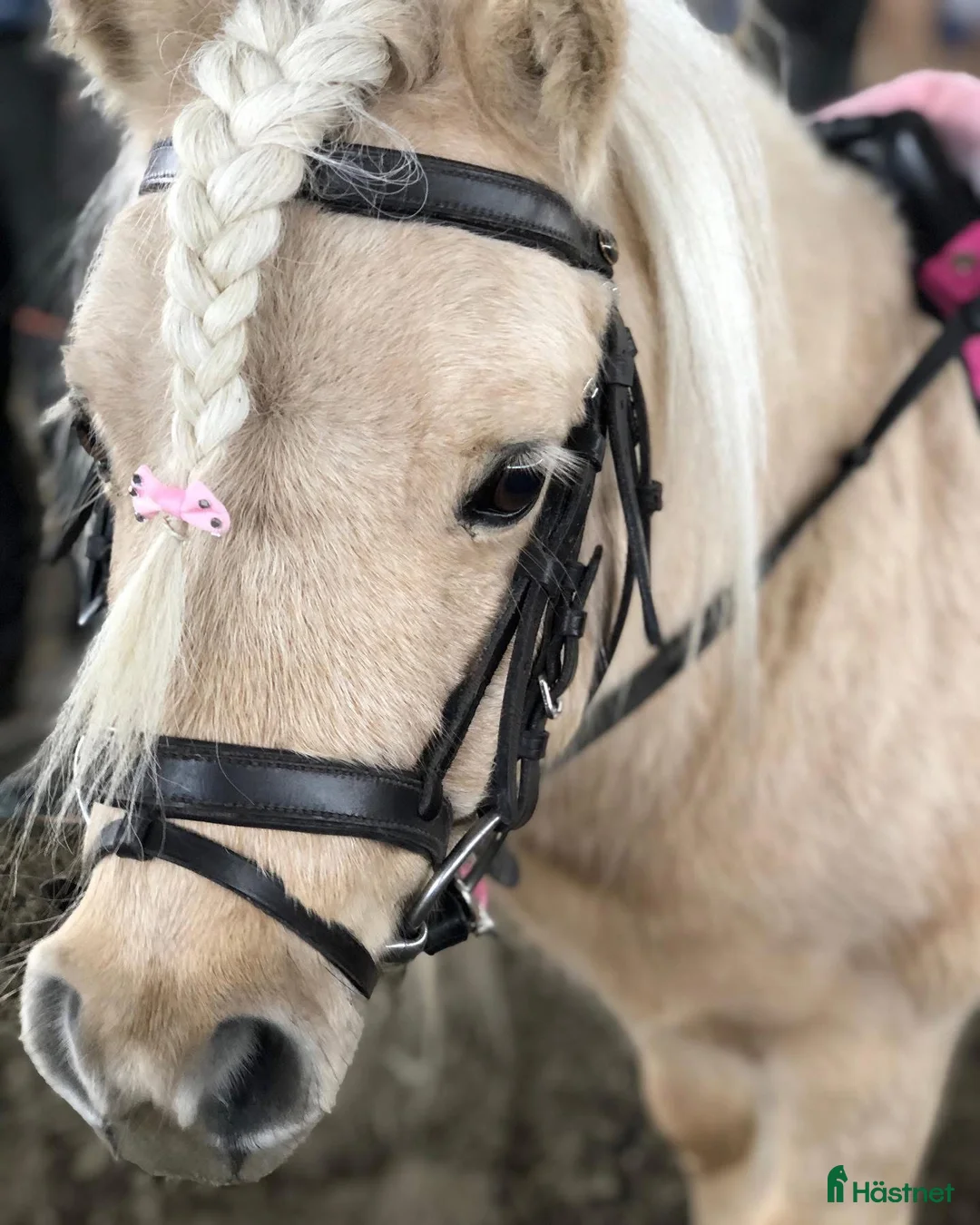 Allround hästar till salu: Fantastisk isabellfärgad minishettis 78 cm - Annons 1