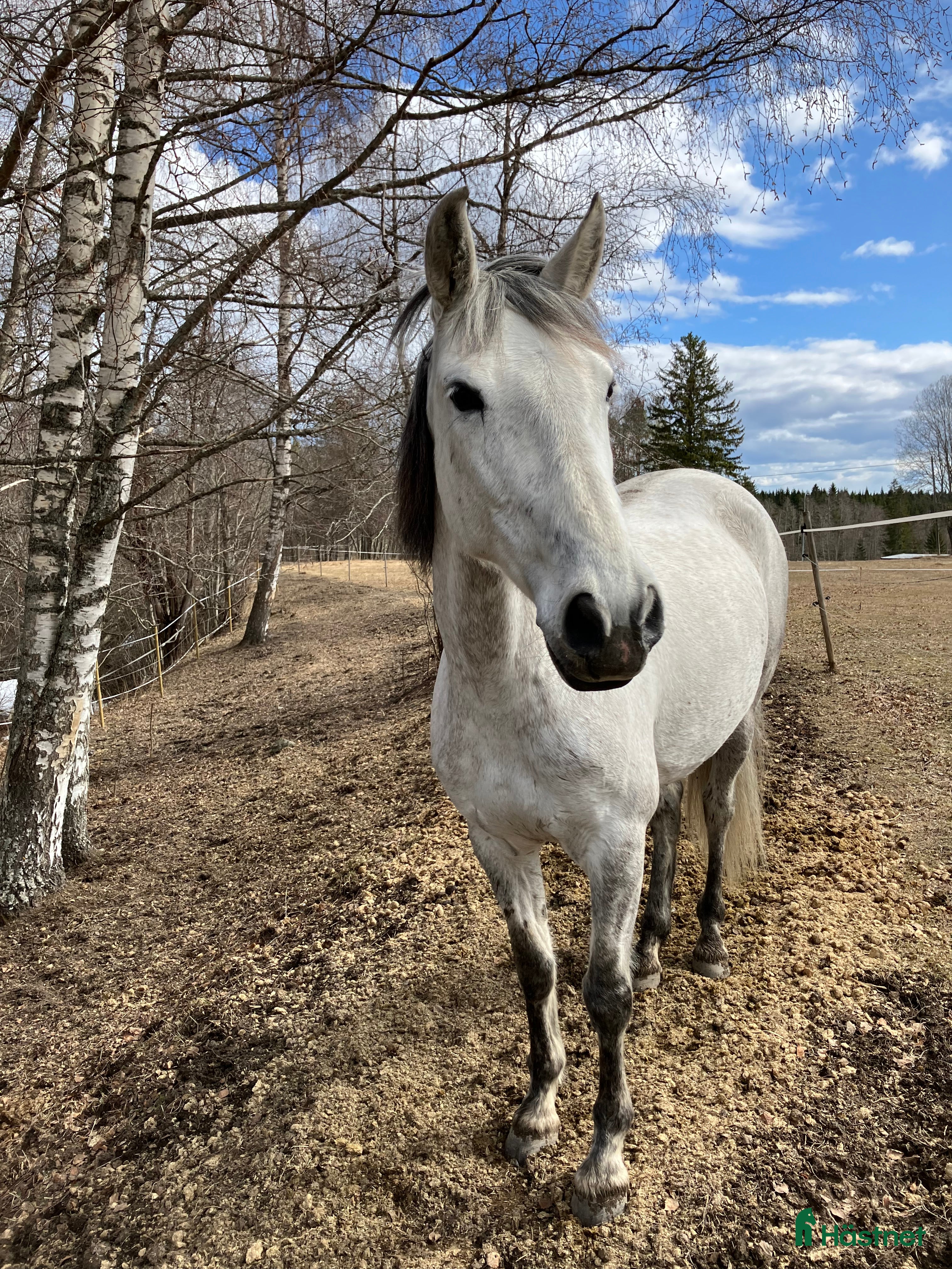  hästar Underbart PRE sto - Annons 1