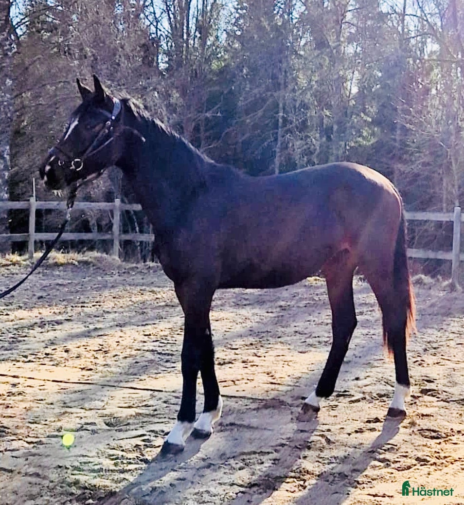  hästar Uttrycksfullt sto, eventuellt bytes - Annons 3