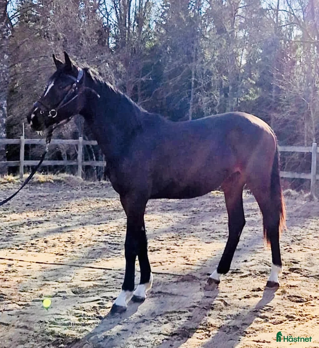 Allround hästar till salu: Uttrycksfullt sto, eventuellt bytes - Annons 1