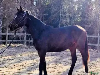 hästar Uttrycksfullt sto, eventuellt bytes - Annons 3