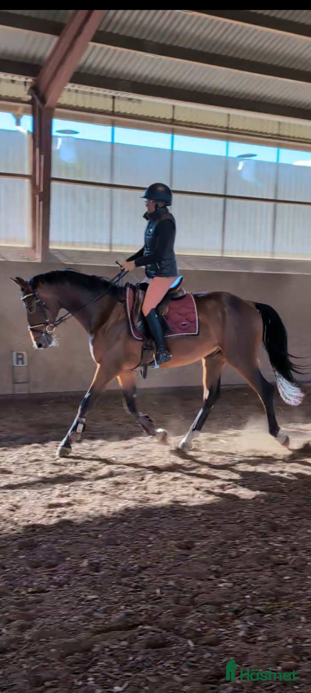 Dressyr hästar till salu: Dressyr val som hoppar bra 🌸 fälttävlan? i Tomelilla - Annons 1