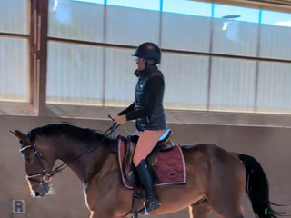 hästar Dressyr val som hoppar bra 🌸 fälttävlan? i Tomelilla - Annons 22