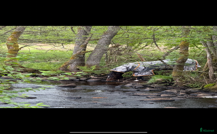  hästar i Dalsjöfors - Annons 5