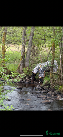 hästar i Dalsjöfors - Annons 5