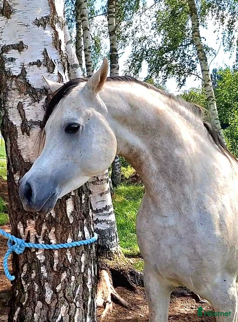  hästar Flera ston och en hingst - Annons 15