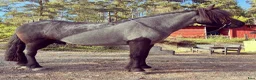 Island hästar till salu: Supersnäll valack - Annons 3