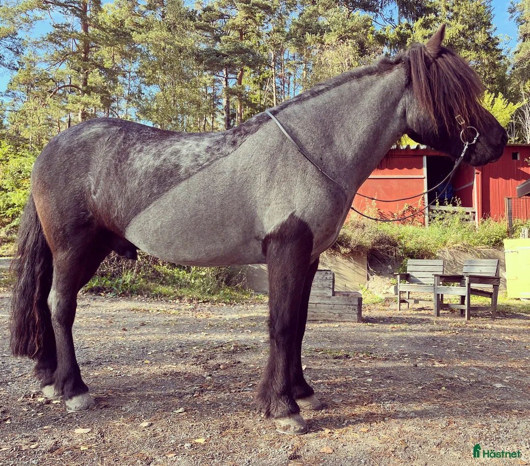 Island hästar till salu: Supersnäll valack - Annons 3