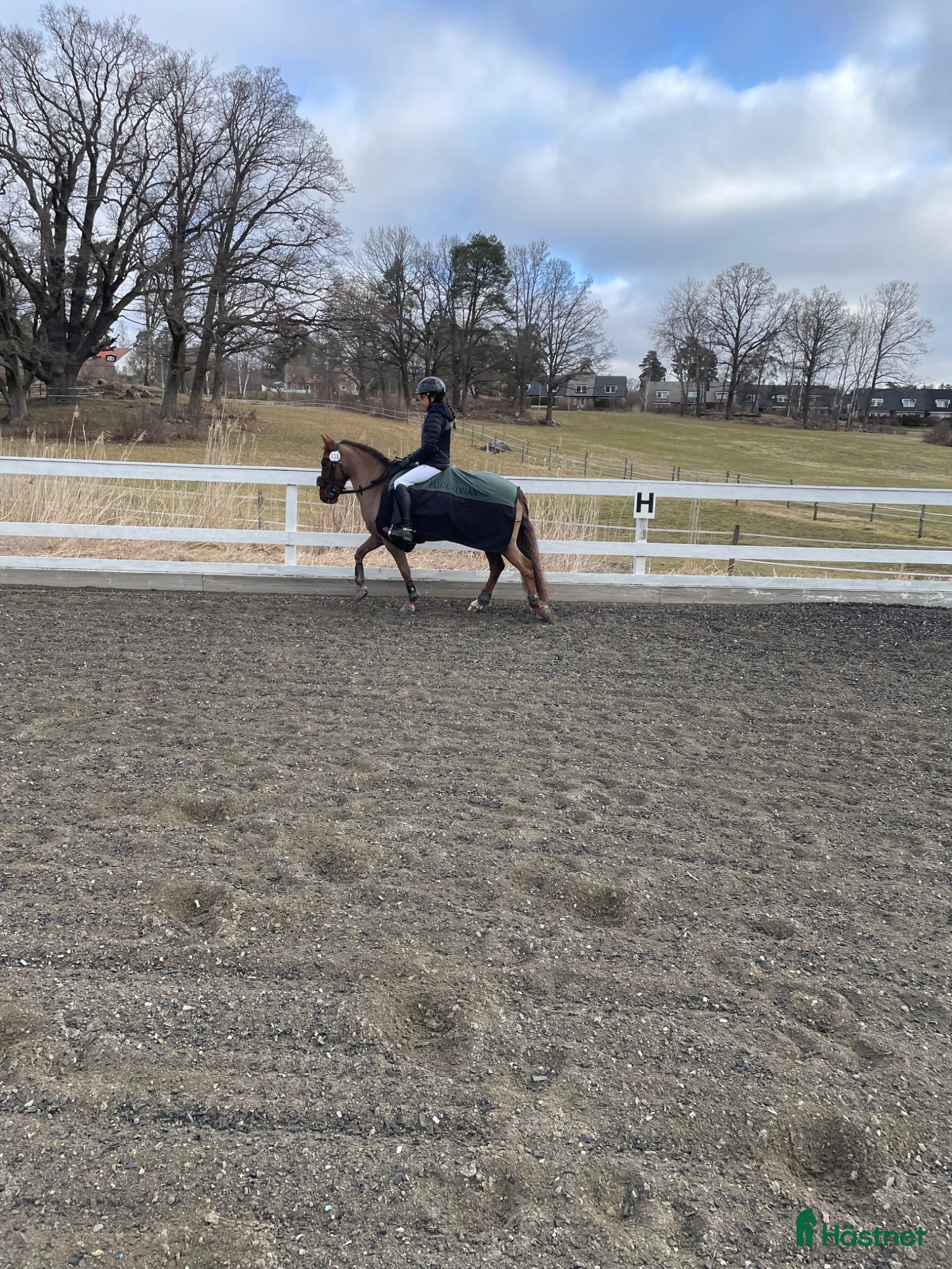  hästar Maxad C eller D ponny  - Annons 4