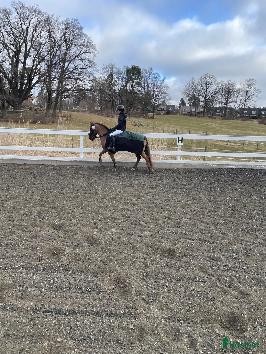 Hoppning hästar sökes: Maxad C eller D ponny  - Annons 1