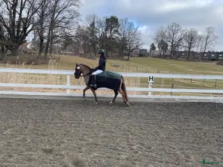 hästar Maxad C eller D ponny - Annons 4