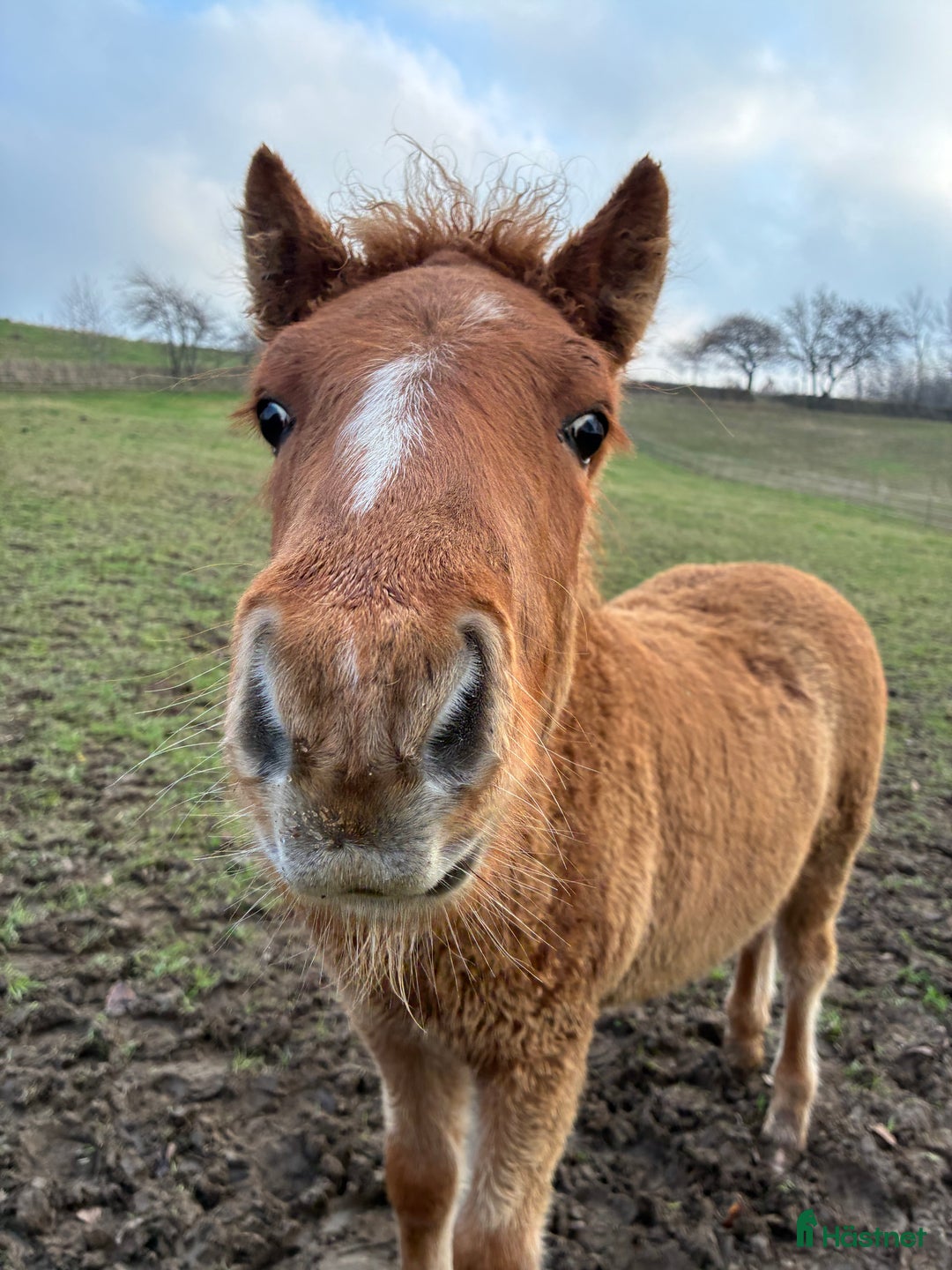 Island hästar till salu: Föl född 2025 i Skurup - Annons 4