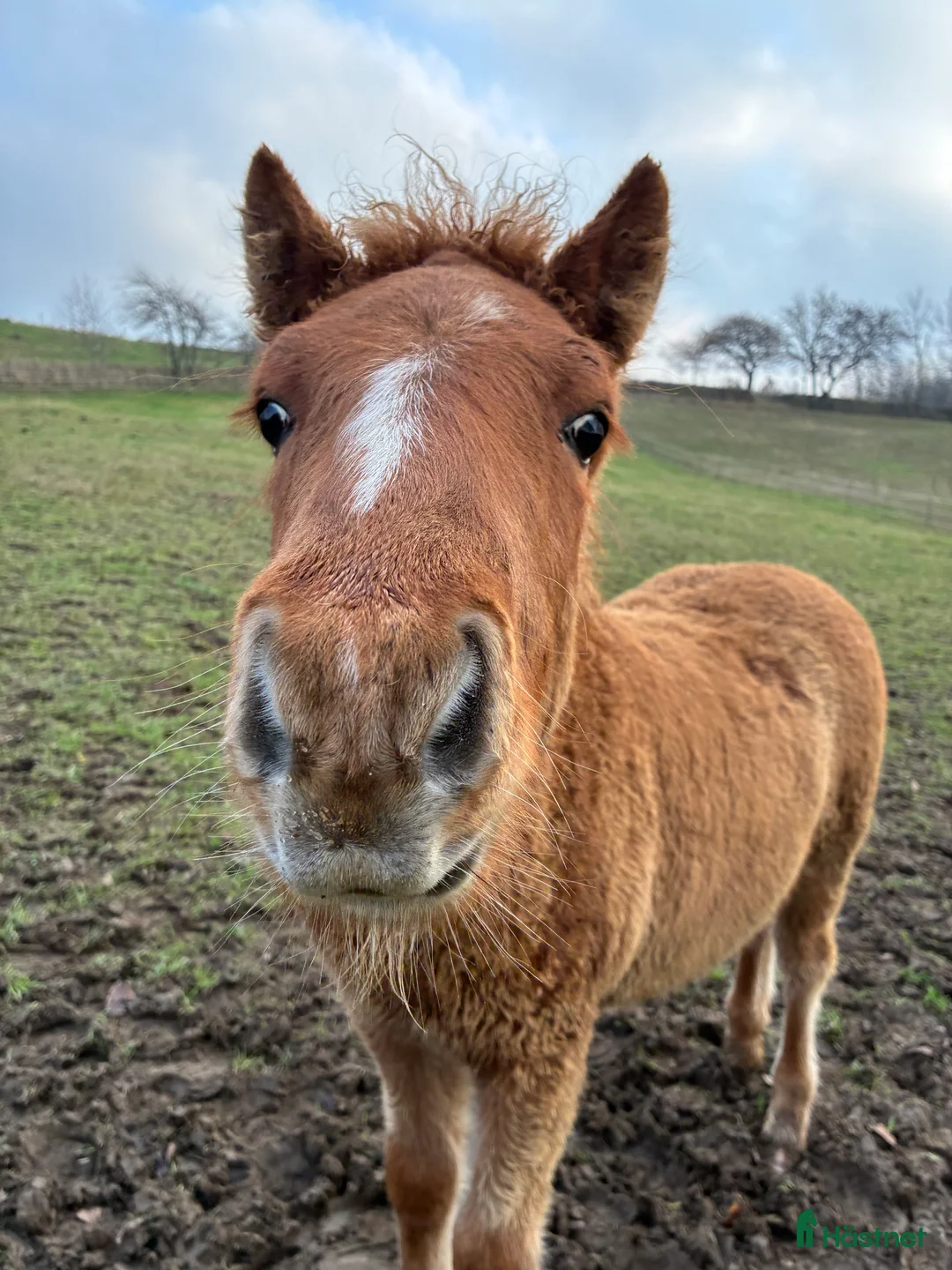 Island hästar till salu: Föl född 2025 i Skurup - Annons 4