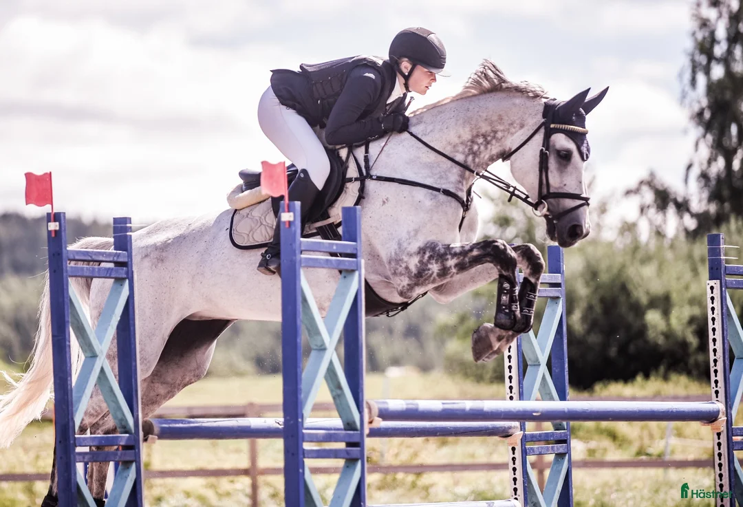 Hoppning hästar till salu: En riktig pärla- fantastisk häst söker nytt hem💫 i Eskilstuna - Annons 1
